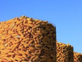 South Korea’s NOFI tenders for 138k mt of Oct-Nov arrival corn